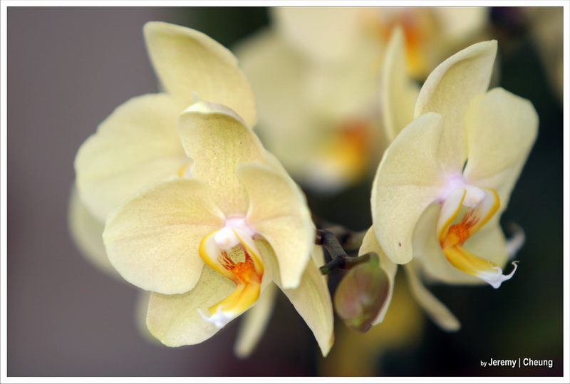 OrchidShow2005